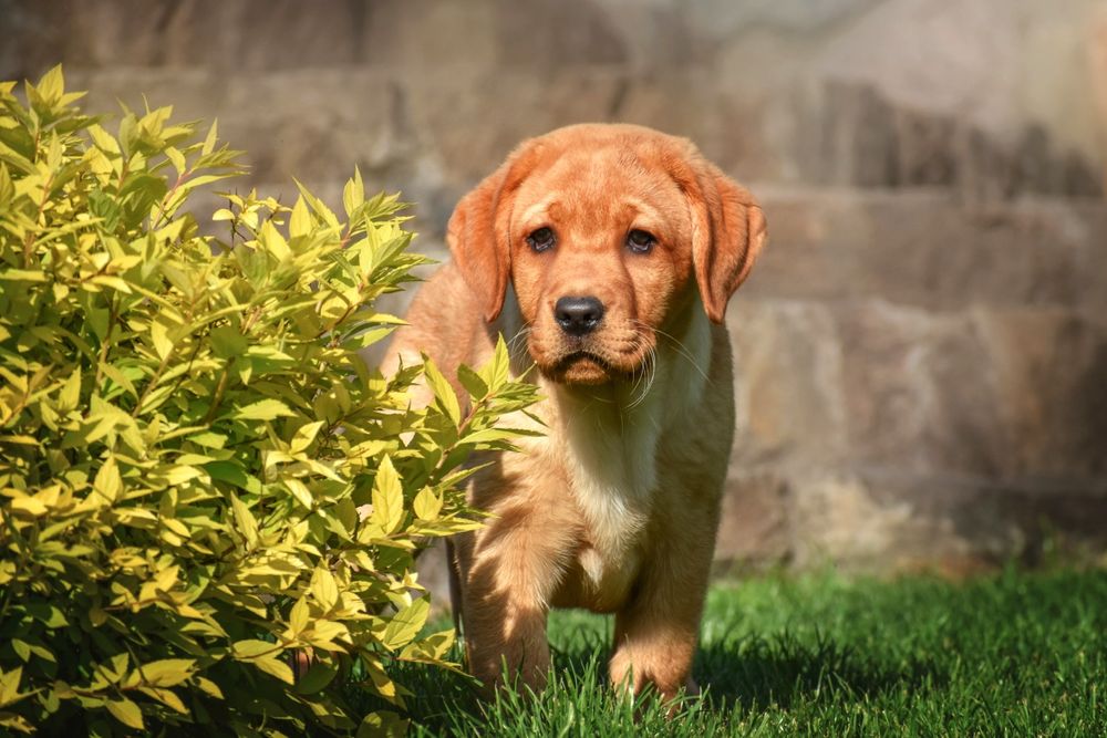 Лабрадор ексклюзив