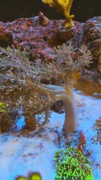 Koralowce - akwarium morskie - Capnella