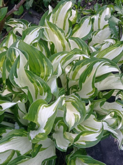 Цветок садовый,Хоста.