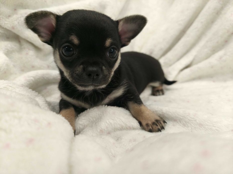 Cudowny chłopiec chihuahua