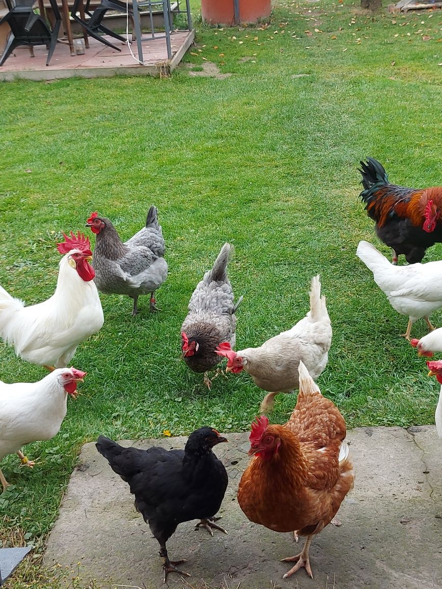 Jaja lęgowe mix kolorowe na kurczęta, do inkubatora, pod kwokę