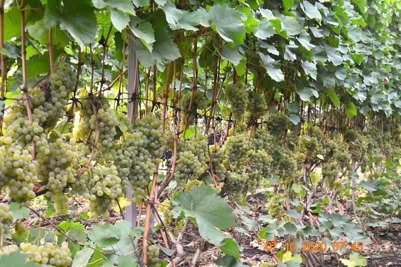 Саджанці сортів винограду для виготовлення вина