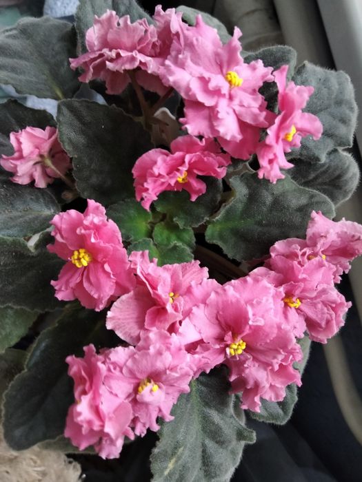 Фіалки.   квітучі