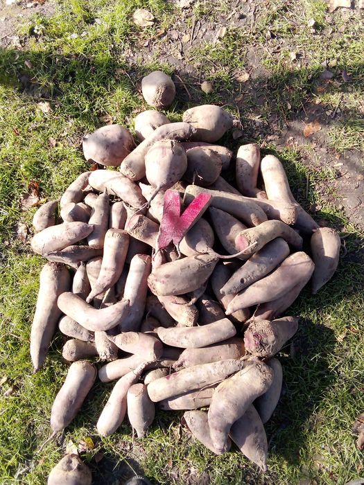 Буряк червоний столовий