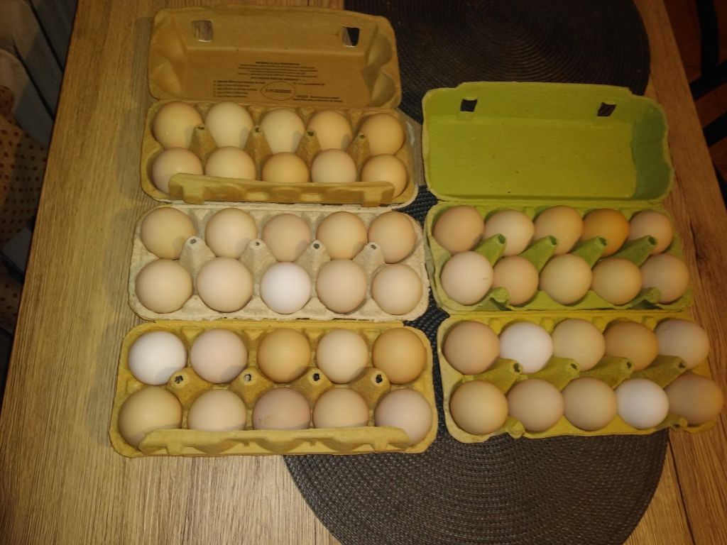 Jajka jajeczka jajka