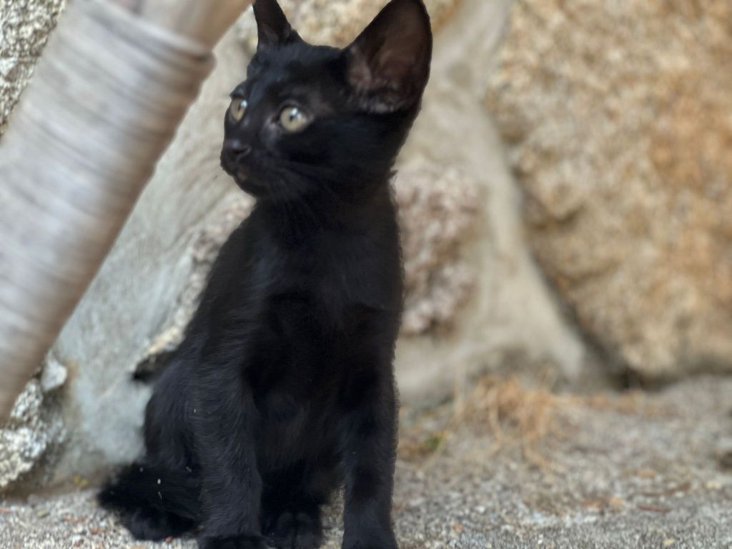 Gatinhos para Adoção Responsável