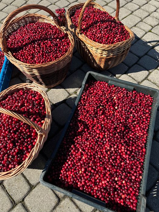 Żurawina leśna z bagien Podhalańskich