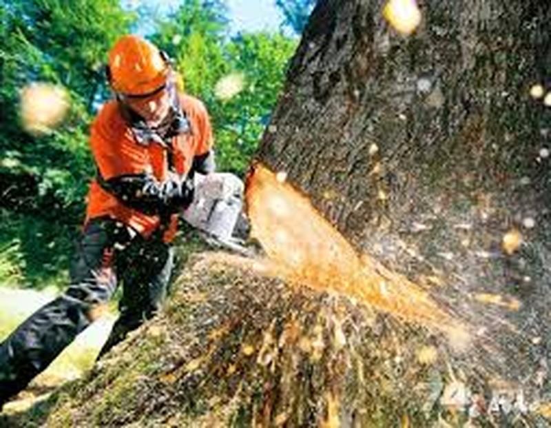 Спил Дереаьев