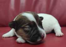 Jack Russell Terrier ZKwP,FCI - Szczenię gładkowłose | Champion Polski