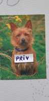 pocztówka z kolekcji psy - Australian terrier