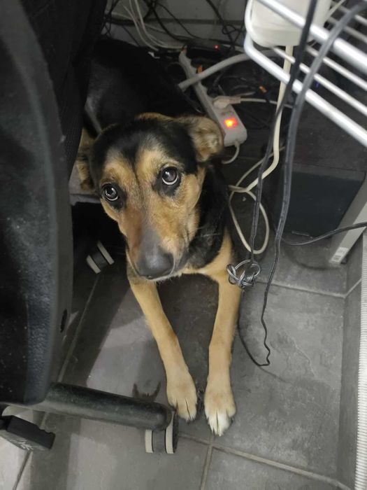 Oddam suczkę do Adopcji, Bajka szuka nowego domu