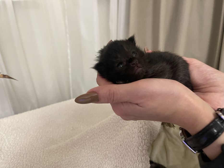 Мейн Кун кошенята