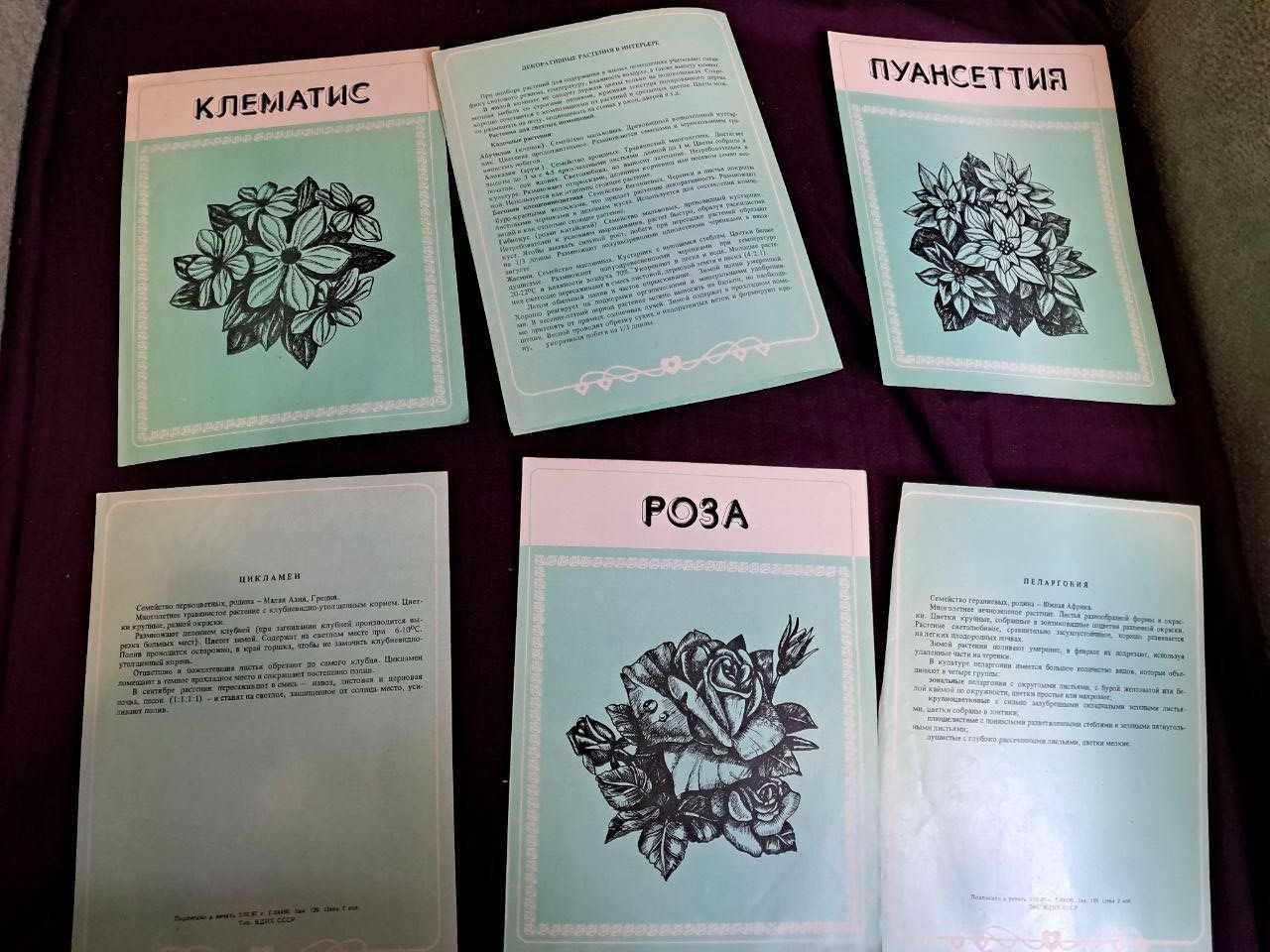 Поради квітникові любителю