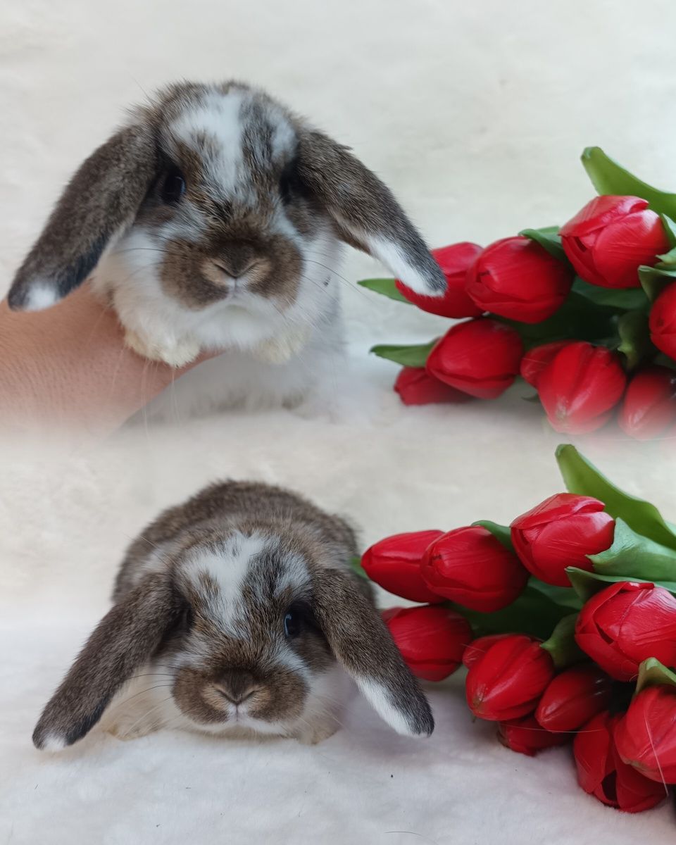 Królik baranek karzełek ozdobny domowy  mini lop