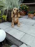 Suczka - Cocker Spaniel Angielski