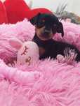Pinscher miniatura