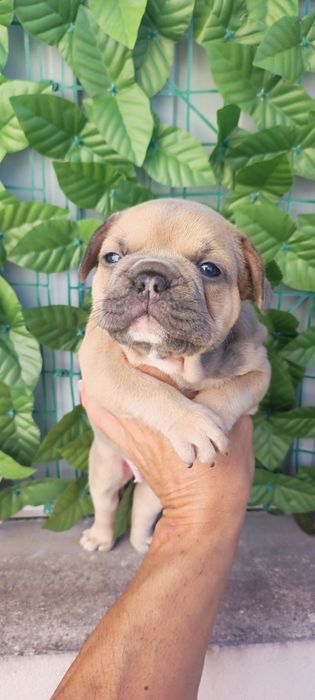 Bulldog francês fêmea