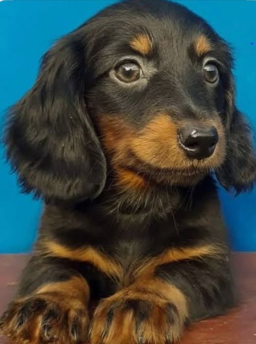 Teckel pelo comprido fantastico