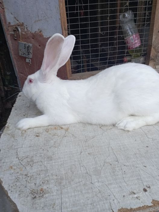 Кролики самцы рабочие Термоны.