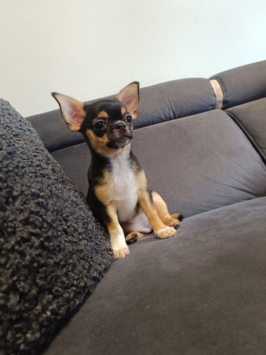 Cudna Chihuahua- suczka szuka domku