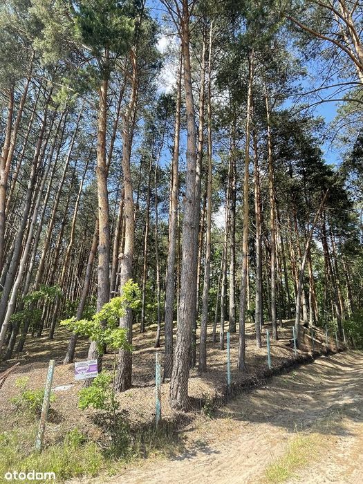 Piękna działka leśna z domkiem rekreacyjnym 30 min. od Warszawy