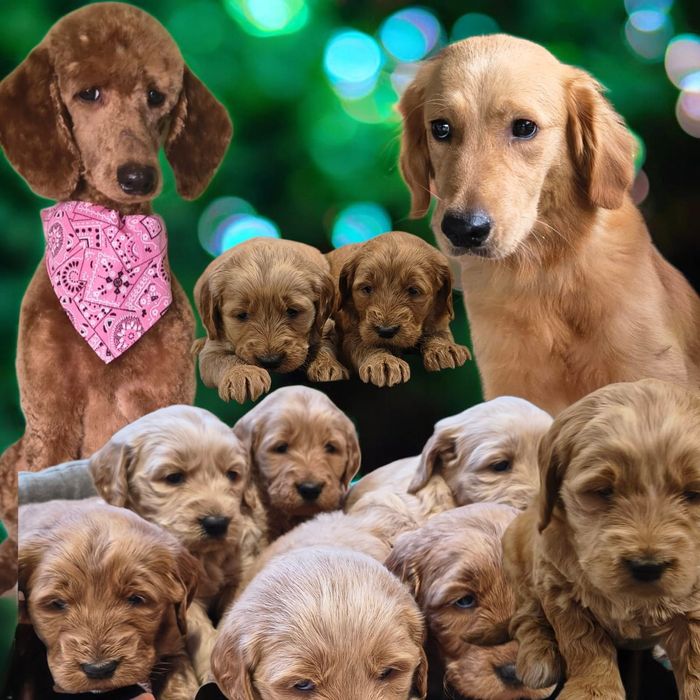 Goldendoodle - szczeniak