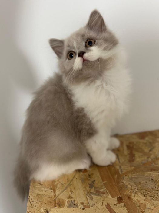 Śliczne kotki brytyjskie