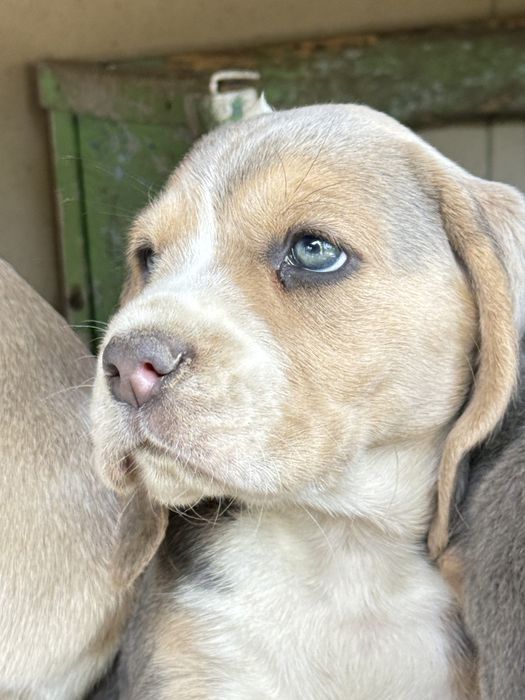 Бігль дівчинка з блакитними очима та документами