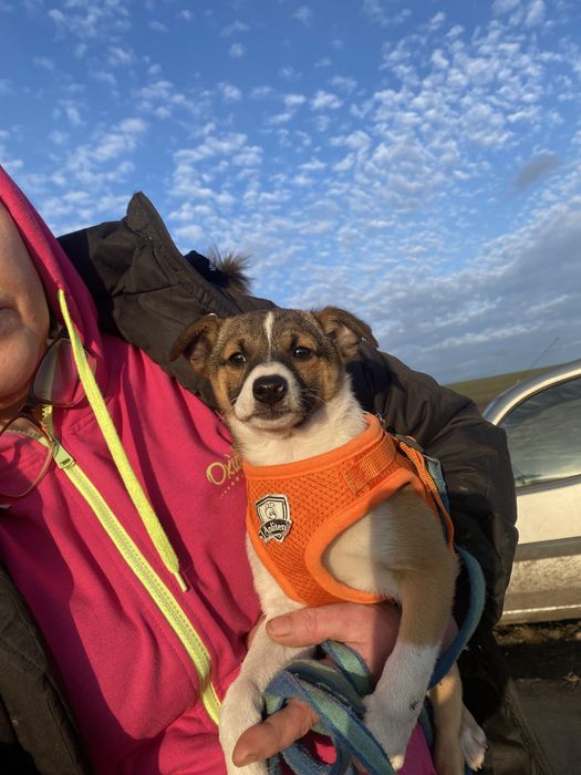 Девочка Кралечка