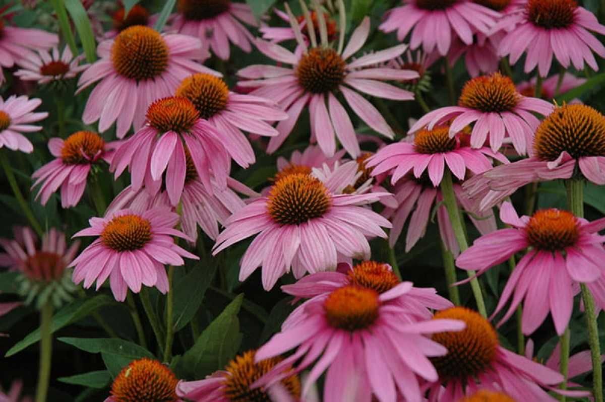 Jeżówka purpurowa RÓŻOWA Echinacea purpurea