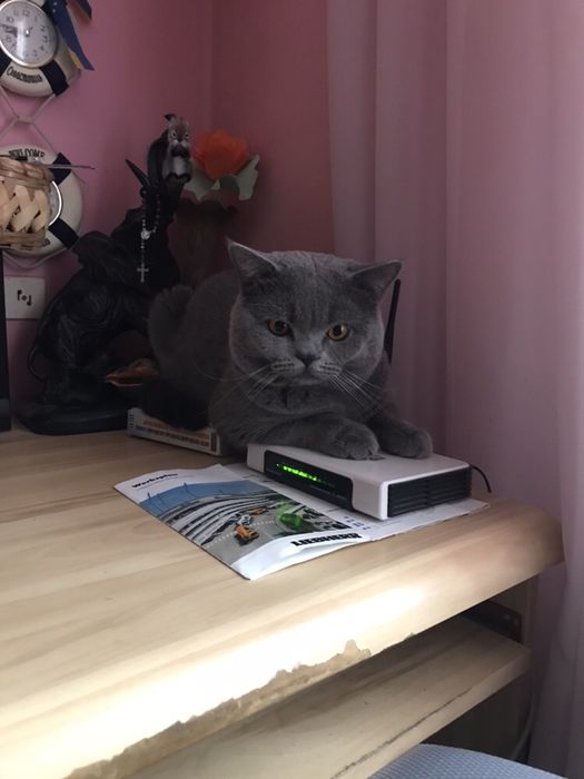 Шотландець -в’язка