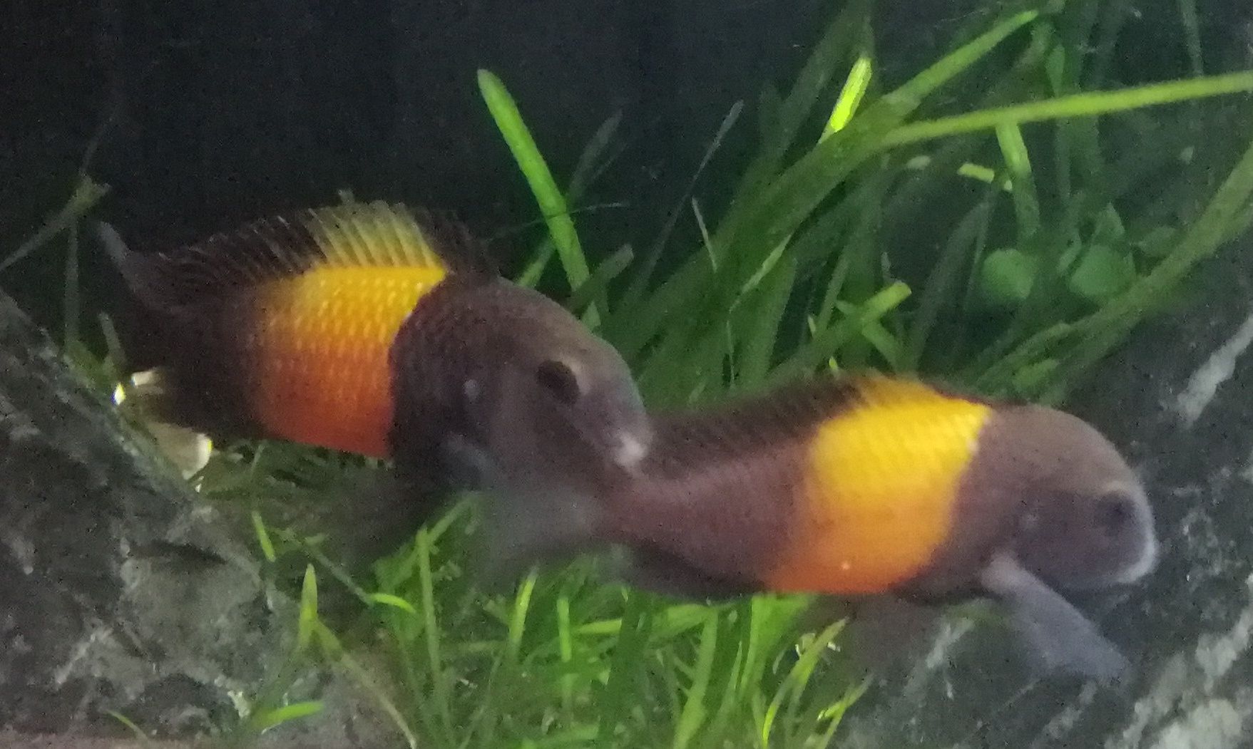Tropheus Bemba Black Tanganika