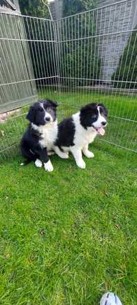 Border collie szczeniak