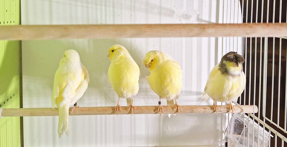 Kanarki gloster żółte