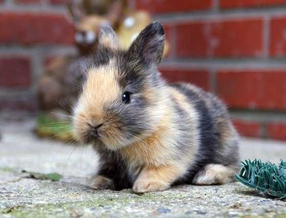 Mini coelhos anões Teddy desparasitados e vacinados