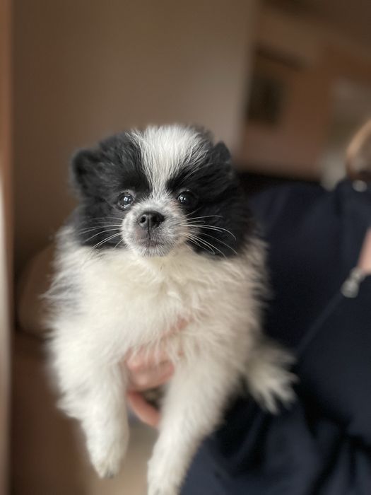 Szpic miniaturowy pomeranian chłopiec