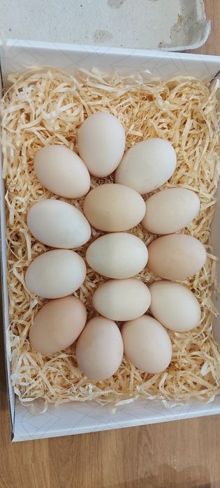 Jajka od kur z wolnego wybiegu