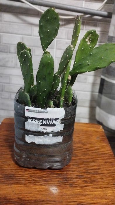Продам кактус опунція