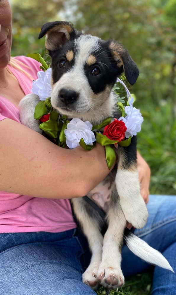 Teo - szczeniaczek do adopcji!