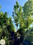 Carpinus betulus Fastigiata, Grab pospolity, obwód: 18-20cm, 20-25cm