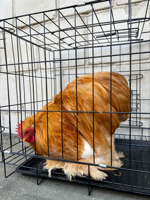 Kochin karzełek,kochiny,brahma