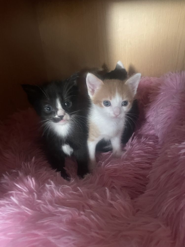 Gato macho preto com branco para adopçao