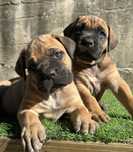 Cane Corso z rodowodem FCI , zkwp