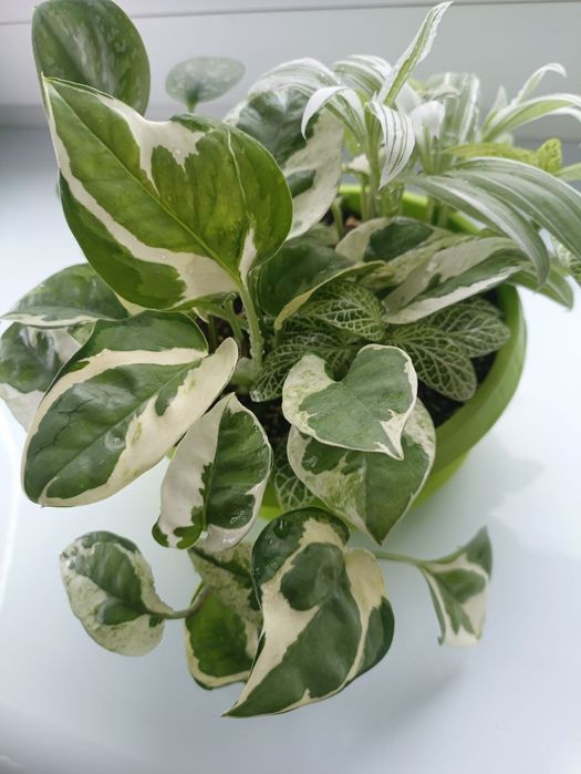 Набір квітів всі варієгатні. Піктус, Традесканція, Енджой, Фіттонія