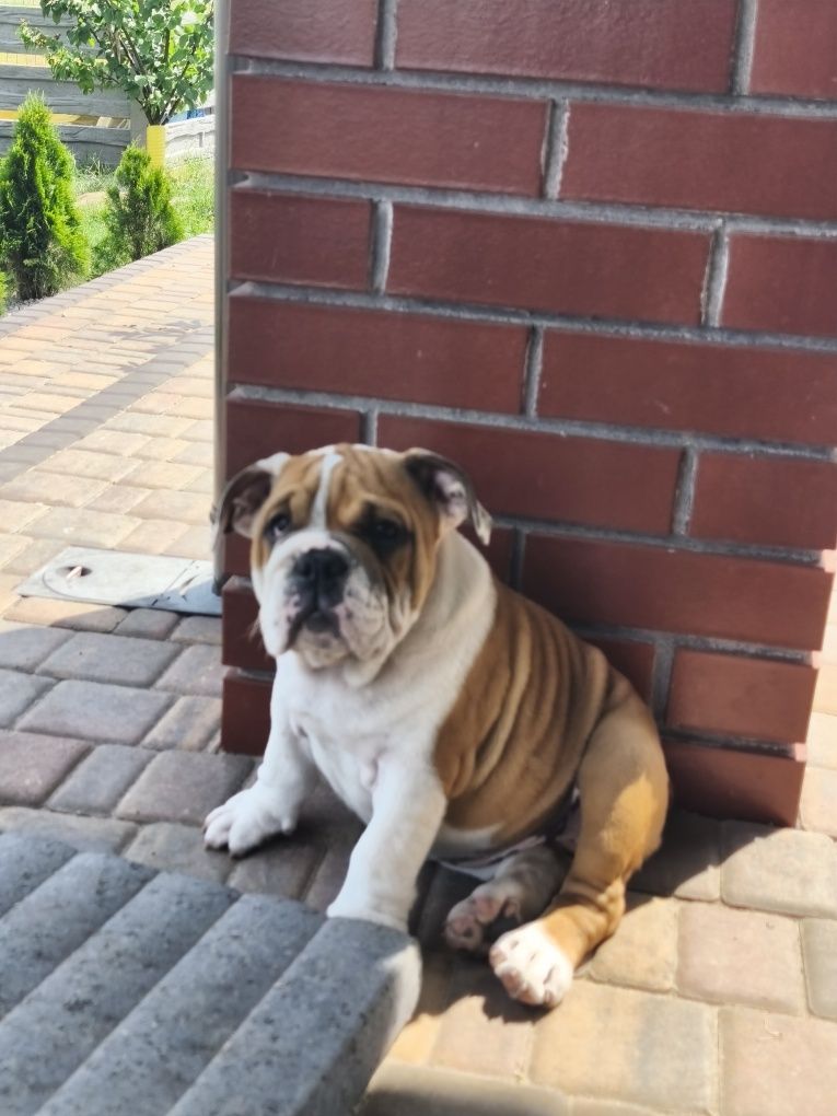 Buldog Angielski ZKwP FCI