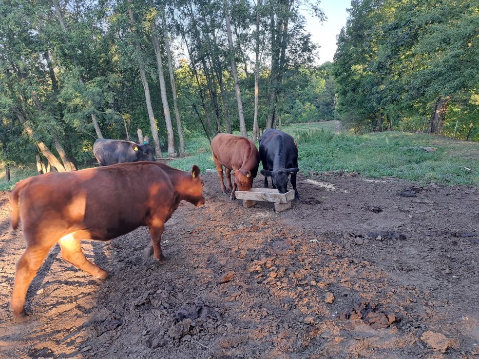 Jałówka rasy Angus