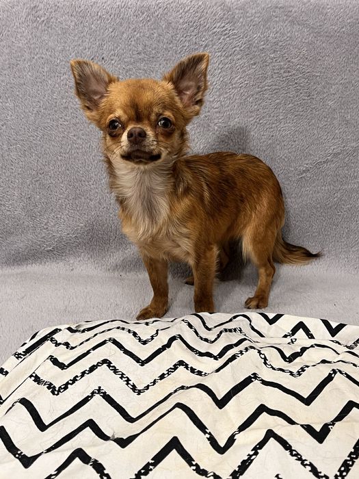 Мини дівчинка чихуахуа