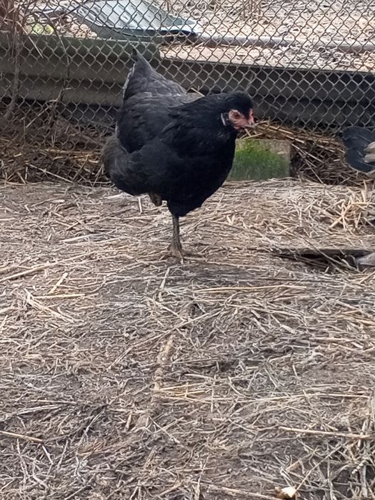 Інкубаційне яйце мішаних курей