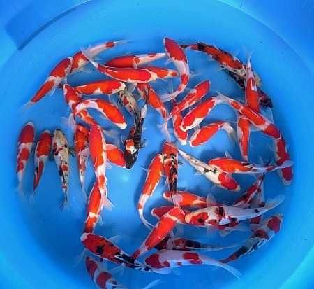 Rybki do oczka Japonskie Karpie koi import