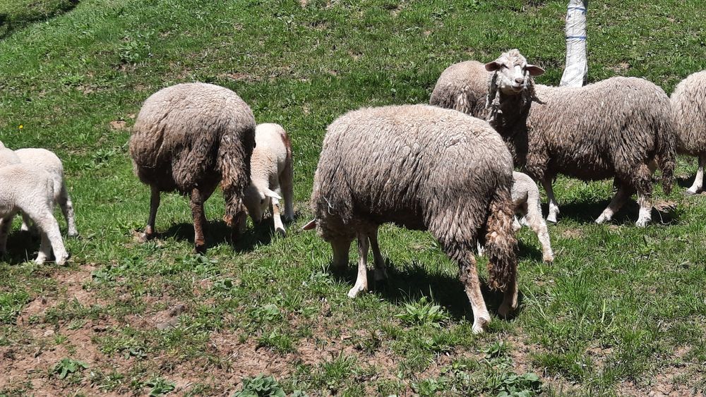 Вівці продаються породи суффолк та інші.